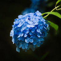 雨上がりに咲き誇る青紫色のタマアジサイのクローズアップの写真