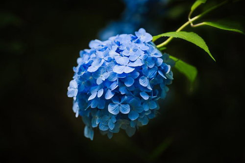 雨上がりに咲き誇る青紫色のタマアジサイのクローズアップ