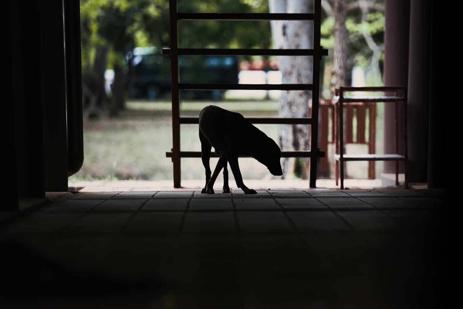 廊下のタイル床に座り込んでいる犬のシルエット