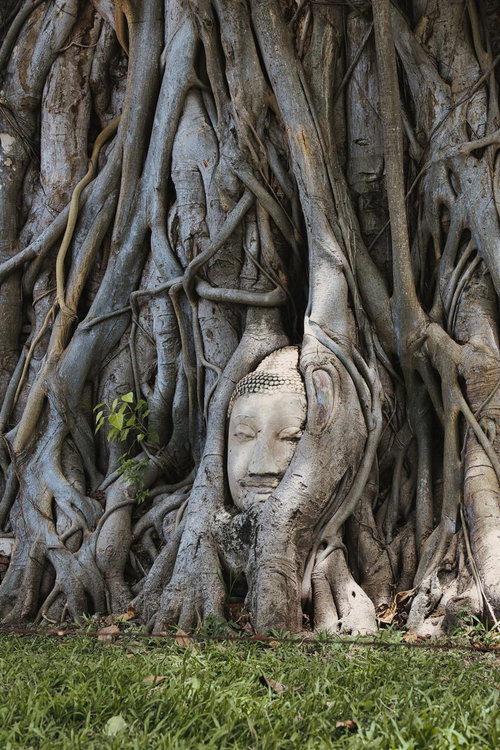 アユタヤ遺跡の樹木の根に包まれた石造仏像