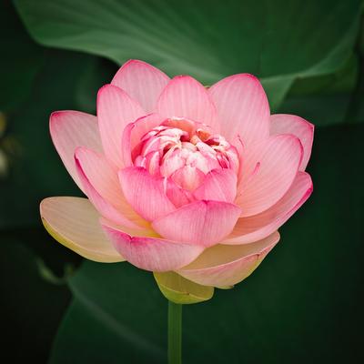 ピンク色の蓮の花が咲く緑豊かな蓮池の風景の写真素材 - フリー素材