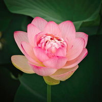 緑の葉を背景にピンクの花弁が幾重にも重なって咲く蓮の花の写真