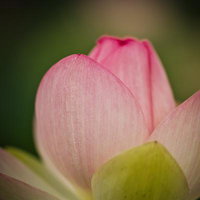 繊細な筋が浮かび上がる蓮の花弁の写真