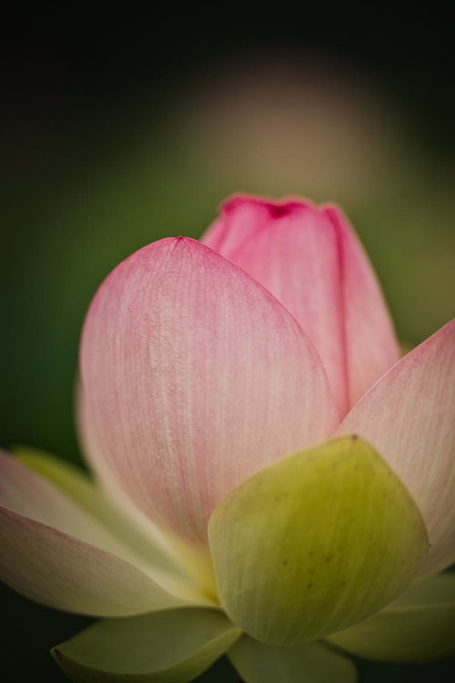 繊細な筋が浮かび上がる蓮の花弁