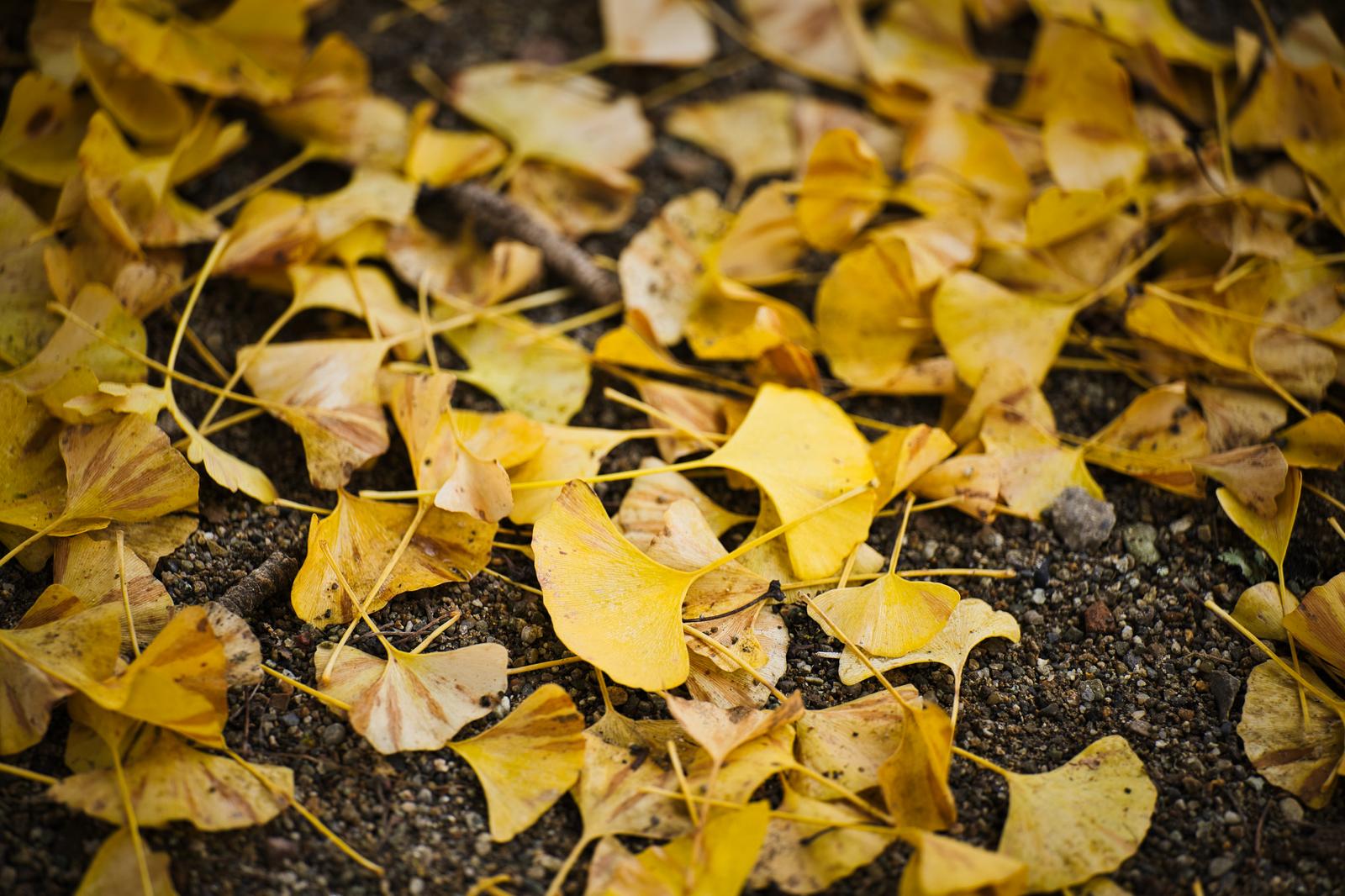 Autumn ginkgo leaves have fallen to the dry ground, with a mix of fresh yellow leaves and withered brown leaves.