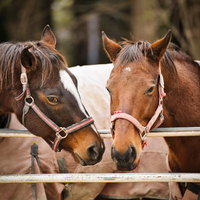 馬房の柵越しに並んで顔を出す濃茶色と栗毛の馬の写真