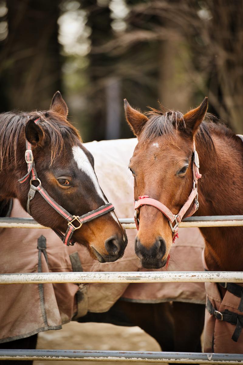Two horses, one chestnut and one bay, wearing halters and peeking out from a stable fence