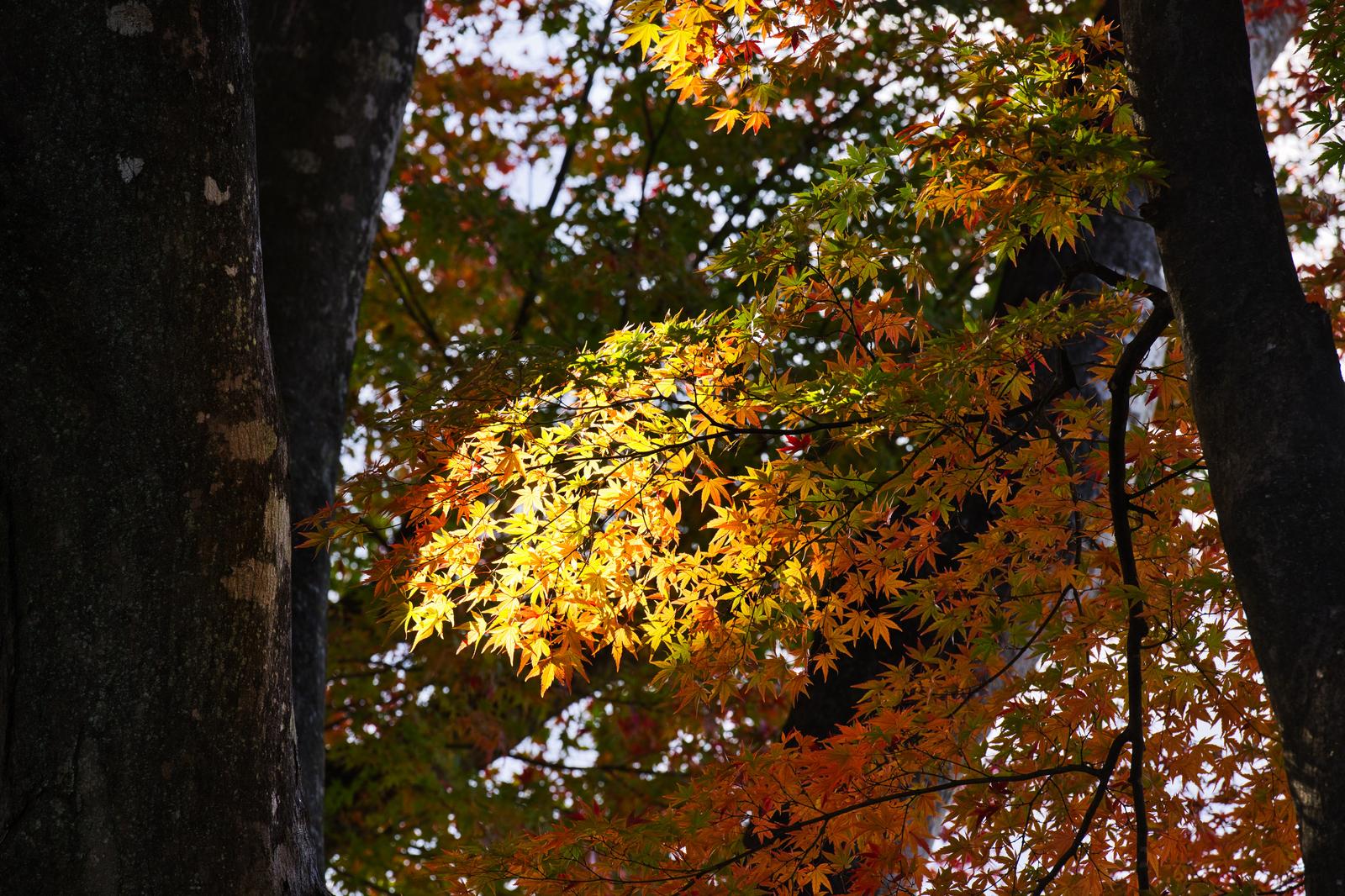 Branches of maple leaves in shades of yellow and orange, lit by dappled sunlight in an autumn deciduous forest