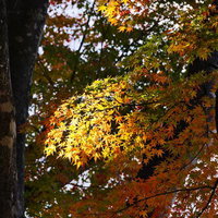 樹間の木漏れ日に照らされた黄色とオレンジに色づくモミジの秋景色の写真