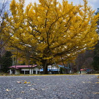 黄金色に輝く大きなイチョウの木と落ち葉が地面に散らばる秋の集落風景の写真