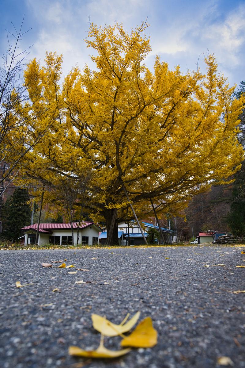 A large ginkgo tree shining in golden color stands against the backdrop of a village with buildings and blue sky, with yellow fallen leaves scattered on the ground in the foreground.