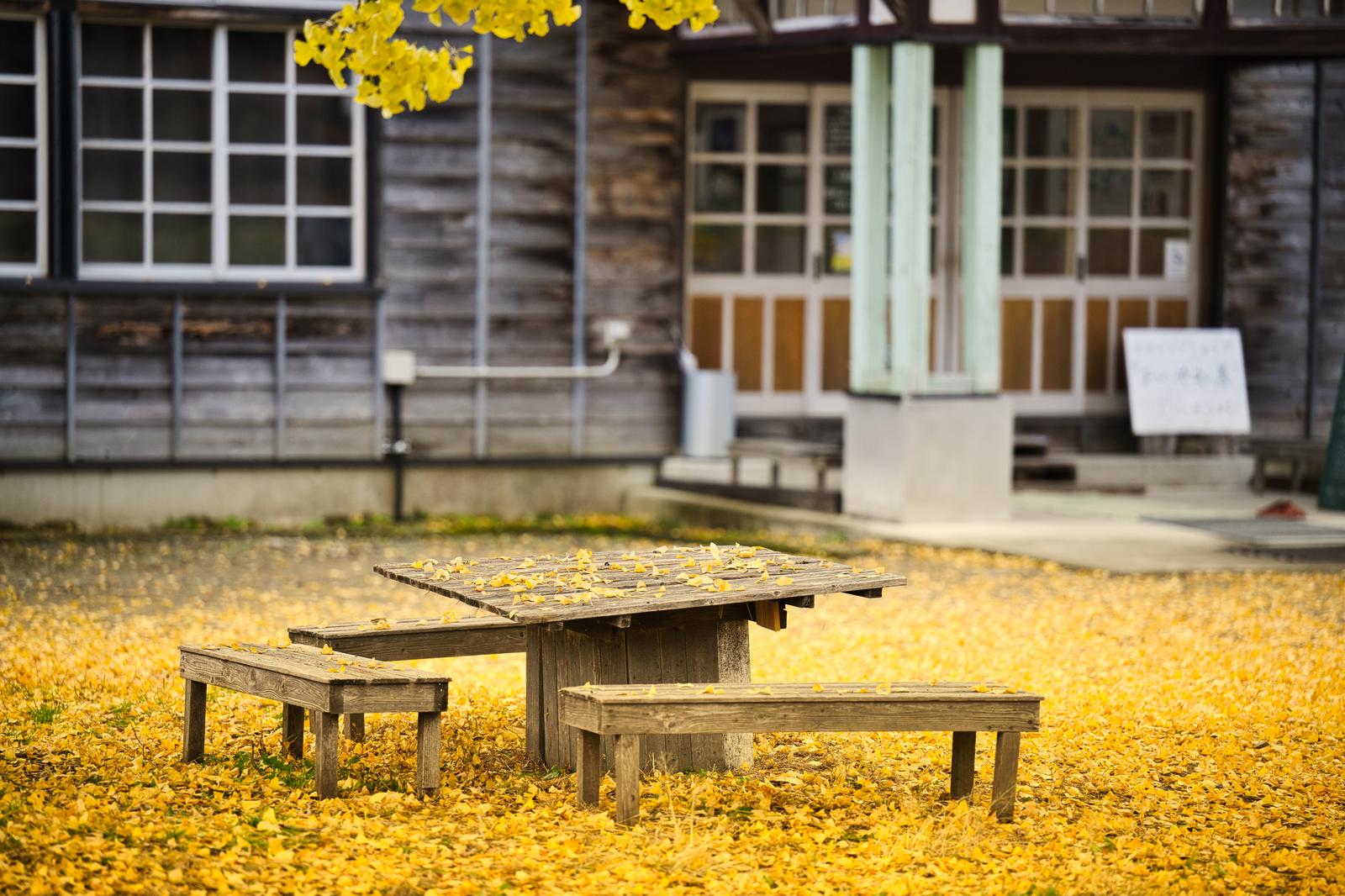 Wooden table and bench covered in yellow ginkgo leaves in the garden of an old Japanese house