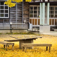 古い木製のテーブルとベンチに黄色いイチョウの葉が積もる秋の庭の写真