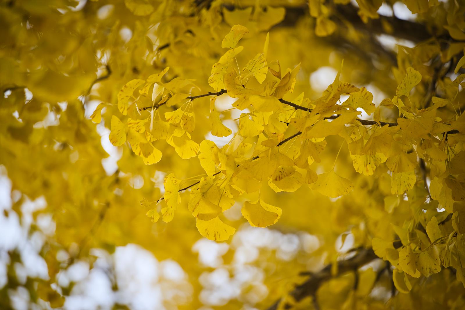 Autumn scene with golden ginkgo leaves densely covering the branches against a blurred white sky
