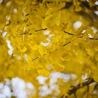 イチョウの黄葉が密集する秋の枝の写真