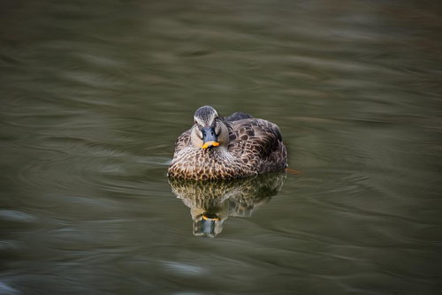 濃いグレーと茶色の羽模様で水面に浮かぶカモの野鳥