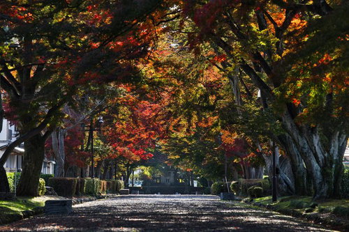 赤と黄色に色づいた樹木が両側に並ぶ秋の並木道のアーチ