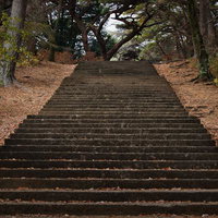 杉林に囲まれた参道の石造階段に積もる落ち葉と苔の写真
