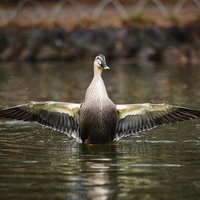 池の水辺で両翼を広げる野生の鴨の姿の写真