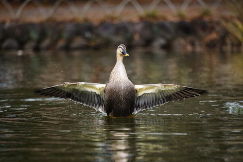 池の水辺で両翼を広げる野生の鴨の姿