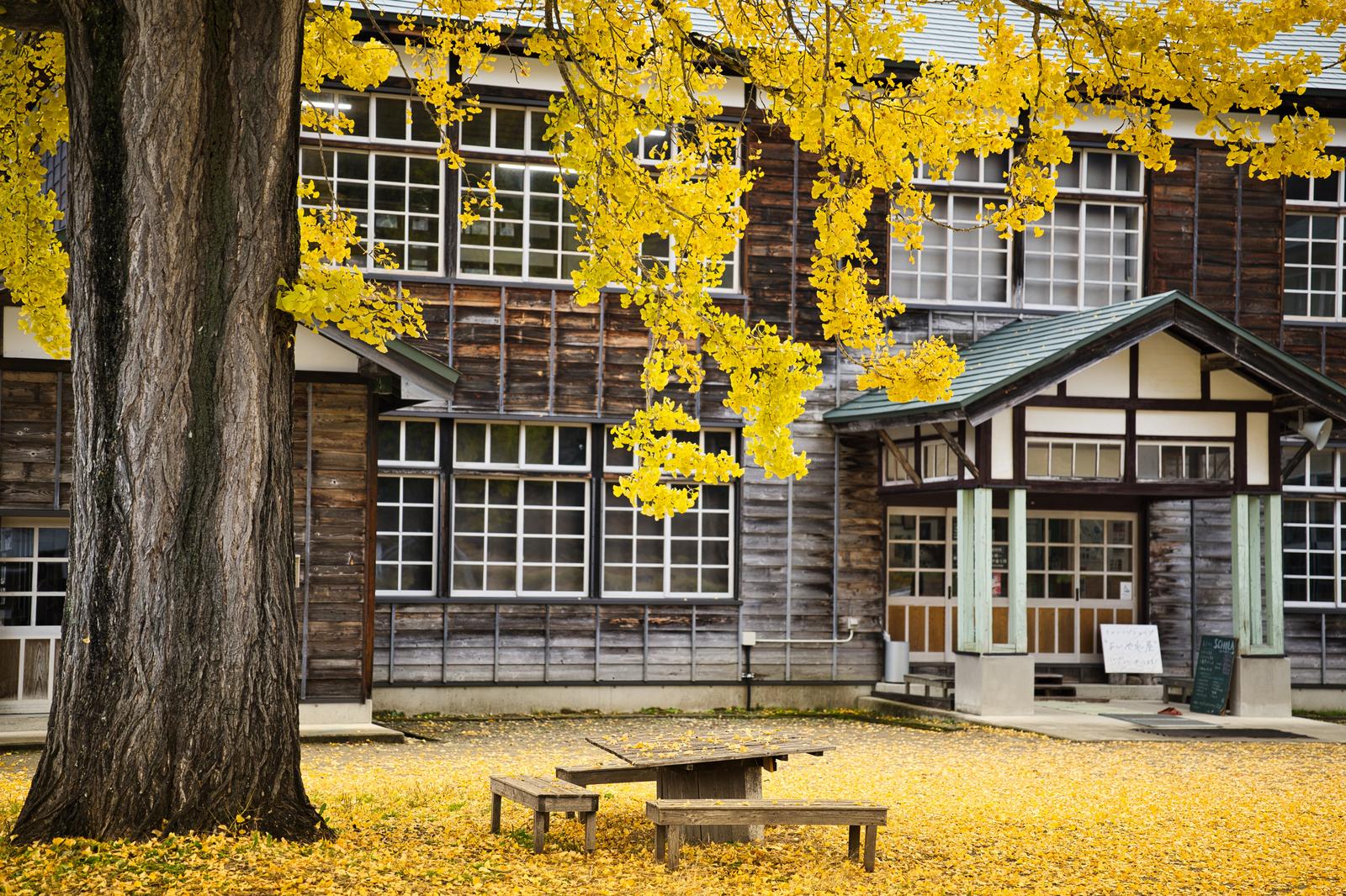 A large and ancient ginkgo tree stands in the center of the school grounds. The yellow-colored leaves cover the branches, and fallen leaves have accumulated on the ground. Beyond, an old wooden school building can be seen.