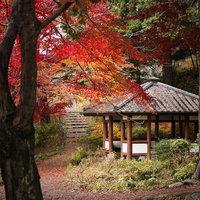 秋の庭園で深紅に染まる紅葉の下を進む小道と東屋の風景の写真