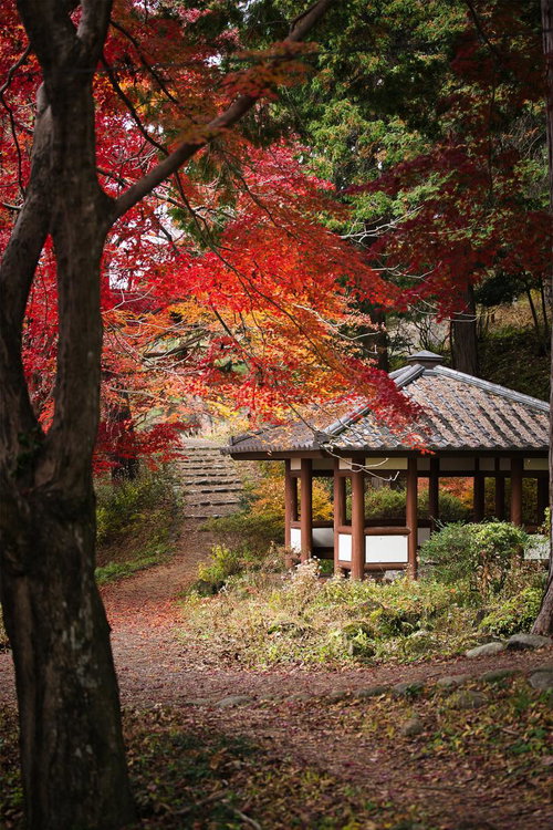 秋の庭園で深紅に染まる紅葉の下を進む小道と東屋の風景