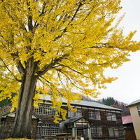 木造校舎と黄葉したイチョウの大木の写真