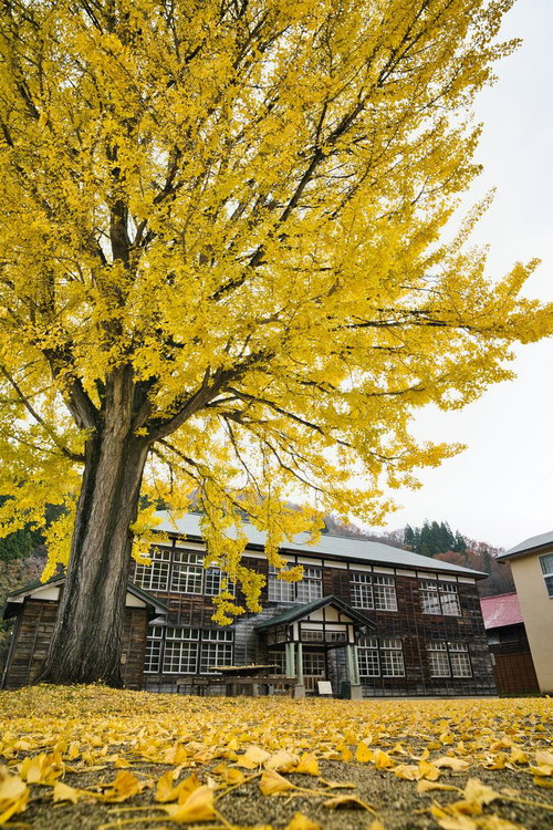 木造校舎と黄葉したイチョウの大木