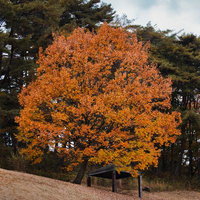 オレンジ色に染まった紅葉の大木の写真
