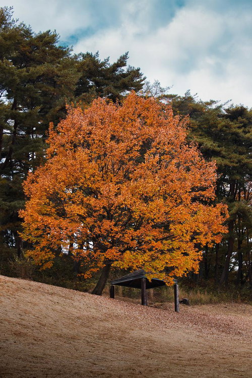 オレンジ色に染まった紅葉の大木