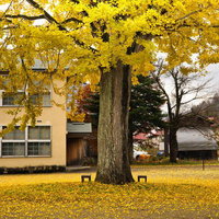 黄葉したイチョウの大木と落ち葉の絨毯の写真