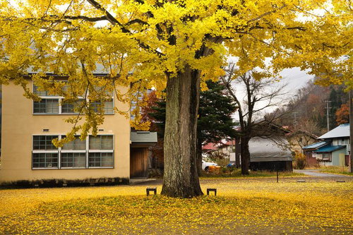 黄葉したイチョウの大木と落ち葉の絨毯