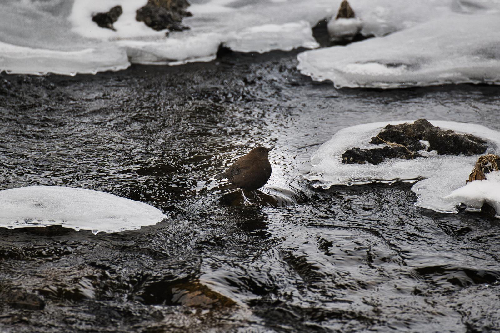 凍った渓流の流れの中に立つ茶色い野鳥ヤマガラスと岸辺の氷