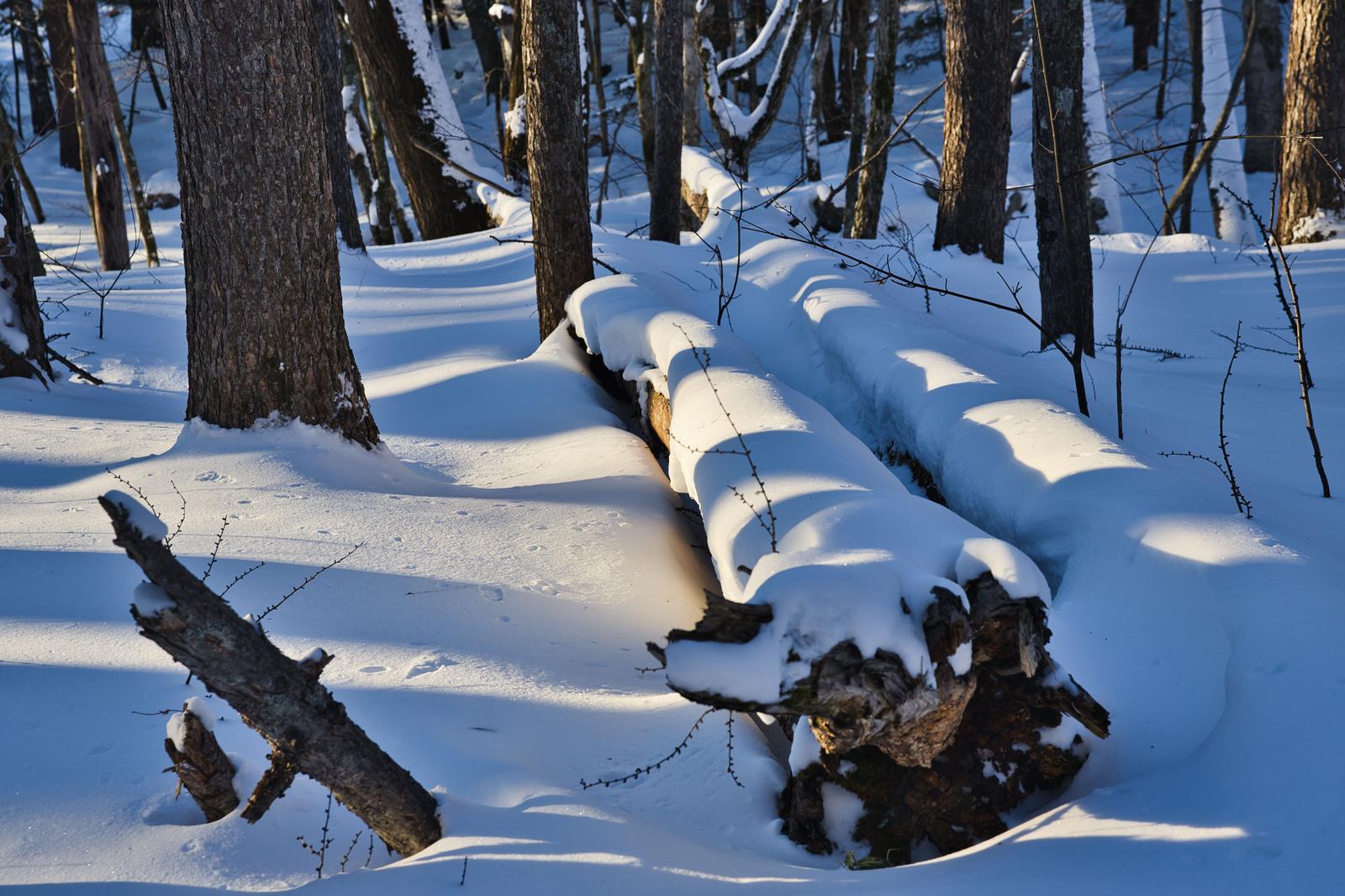 A winter landscape with a snow-covered fallen tree lying in a mixed forest (Zatsuki-rin) after snowfall