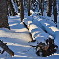 降雪後の林床に横たわる倒木と冬景色の雑木林の写真