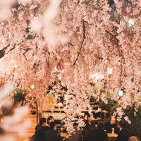 夜間のしだれ桜の下でビジネスマンとビジネスウーマンが花見をする風景の写真