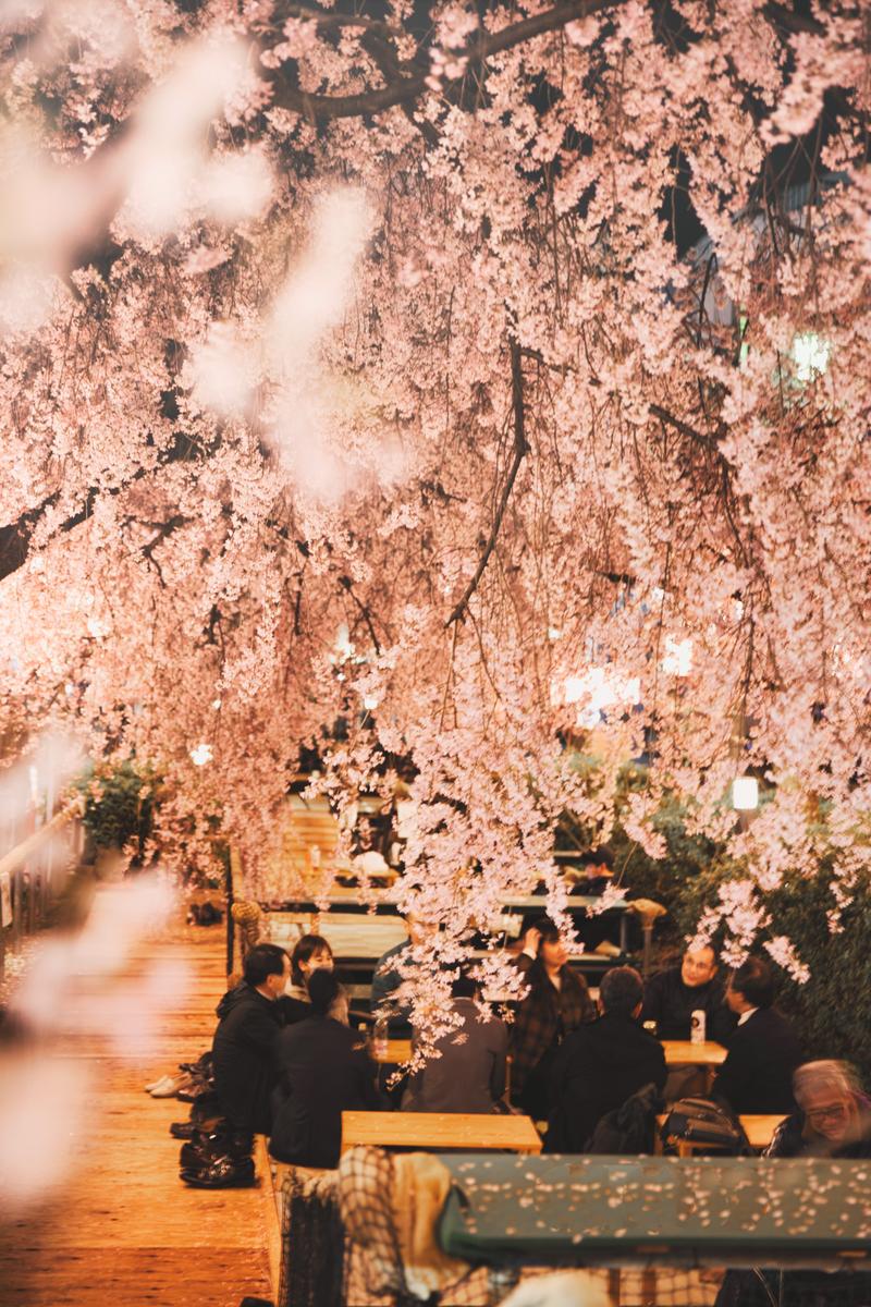 ライトアップされたしだれ桜の下で花見をするビジネスマンとビジネスウーマンの写真