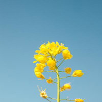 晴天の下に咲く菜の花 - 春の野花畑の写真