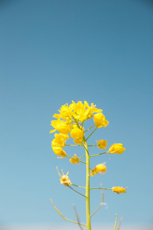 晴天の下に咲く菜の花 - 春の野花畑