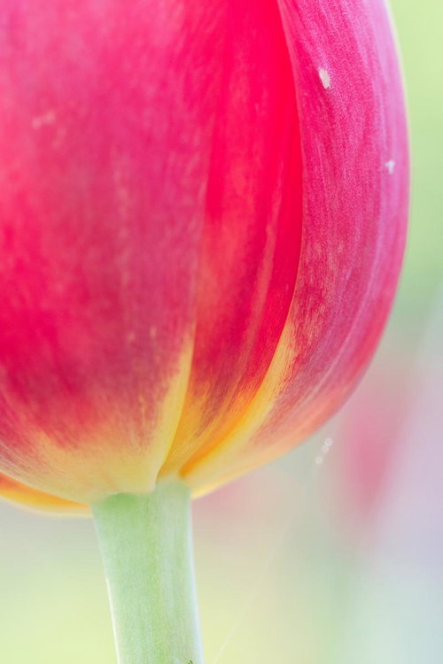 ピンク色のチューリップのお尻を真上から接写した春の花の
