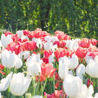赤と白のチューリップが満開に咲く春の花畑の写真