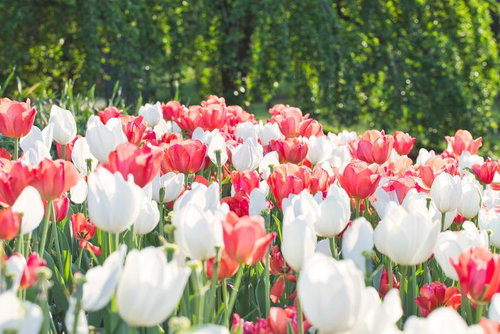 赤と白のチューリップが満開に咲く春の花畑