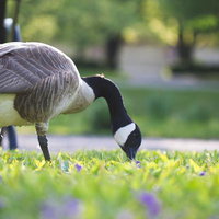 芝生の上で採食するカナダグースの写真
