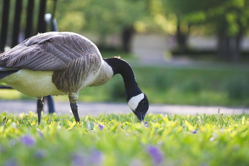 芝生の上で採食するカナダグース