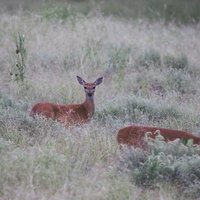 草原に佇む野生の鹿、セージブラッシュの荒野で警戒する茶色い毛並みの群れの写真