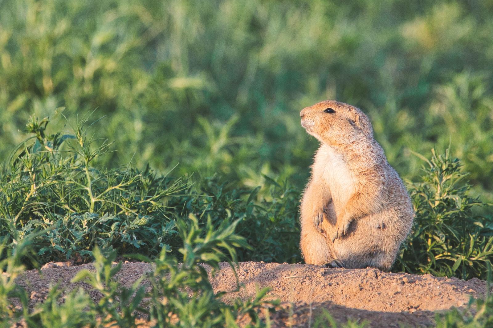 夕日に照らされたプレーリードッグが後脚で立ち上がり空を見つめている
