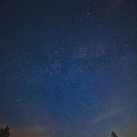 国立公園の夜空に輝く満天の星空と針葉樹のシルエットの写真