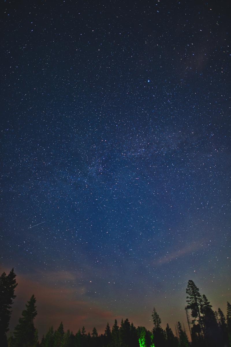 国立公園の夜空に満天の星が輝き、下部に針葉樹が黒いシルエットで映る