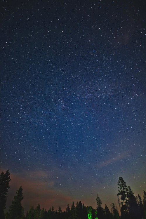 国立公園の夜空に輝く満天の星空と針葉樹のシルエット